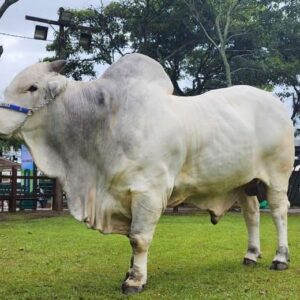 toro