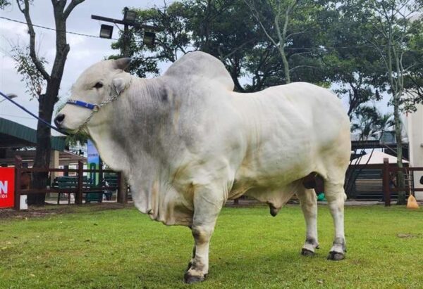 toro